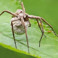 Nursery Web Spider with egg sac 3 